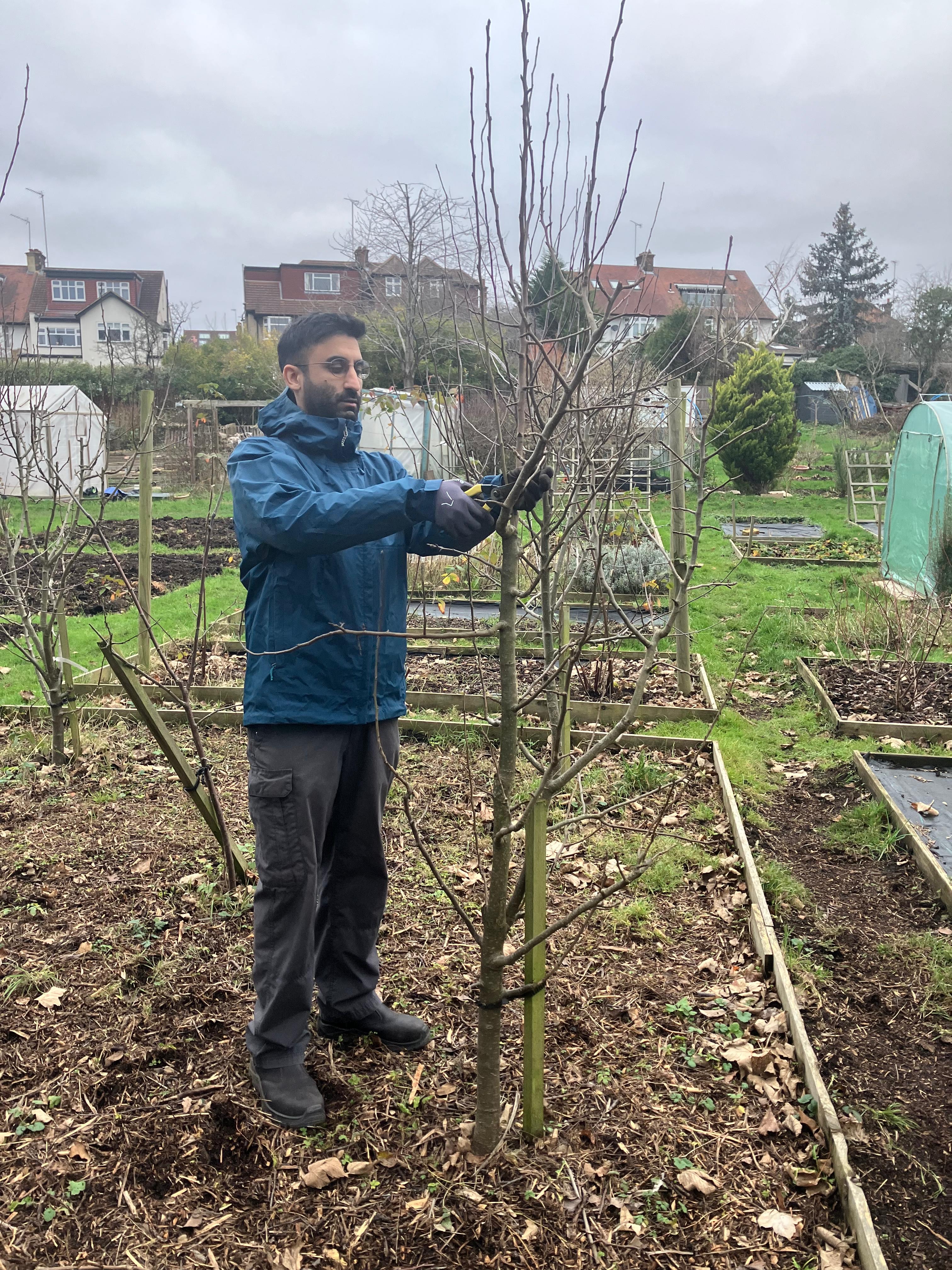 Pruning fruit trees